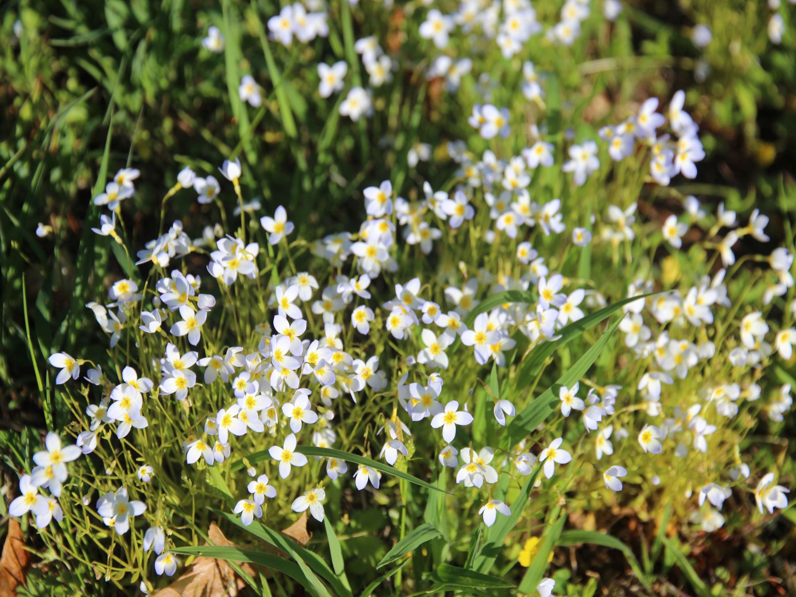 IMG_6036 bluets cloverdale